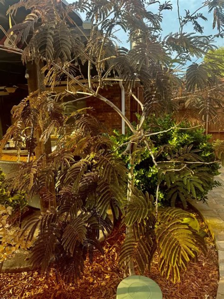 Why is my mimosa tree dying