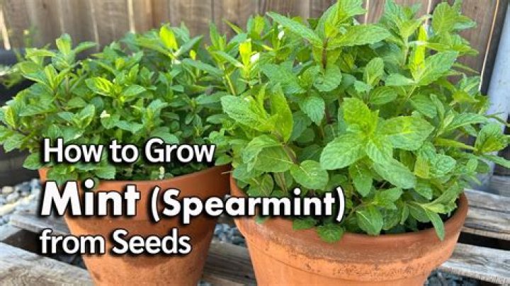 Why is my mint not sprouting