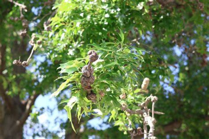 Why is my pin oak tree dying