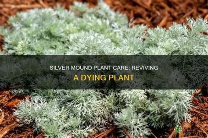 Why is my Silver Mound dying