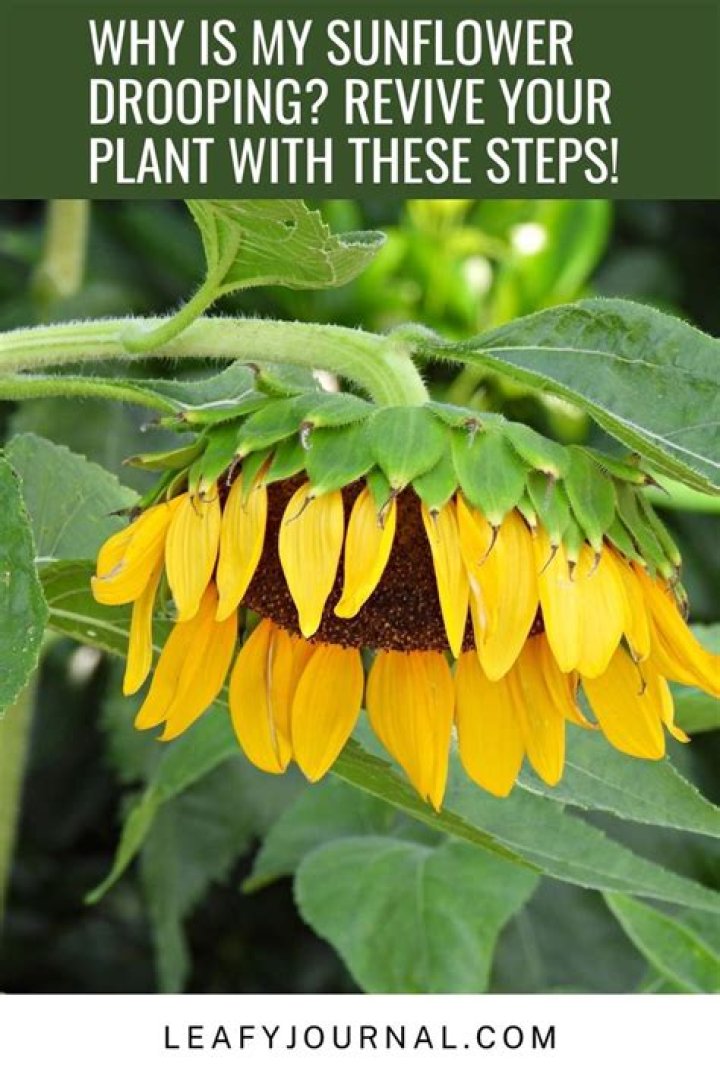 Why is my sunflower drooping