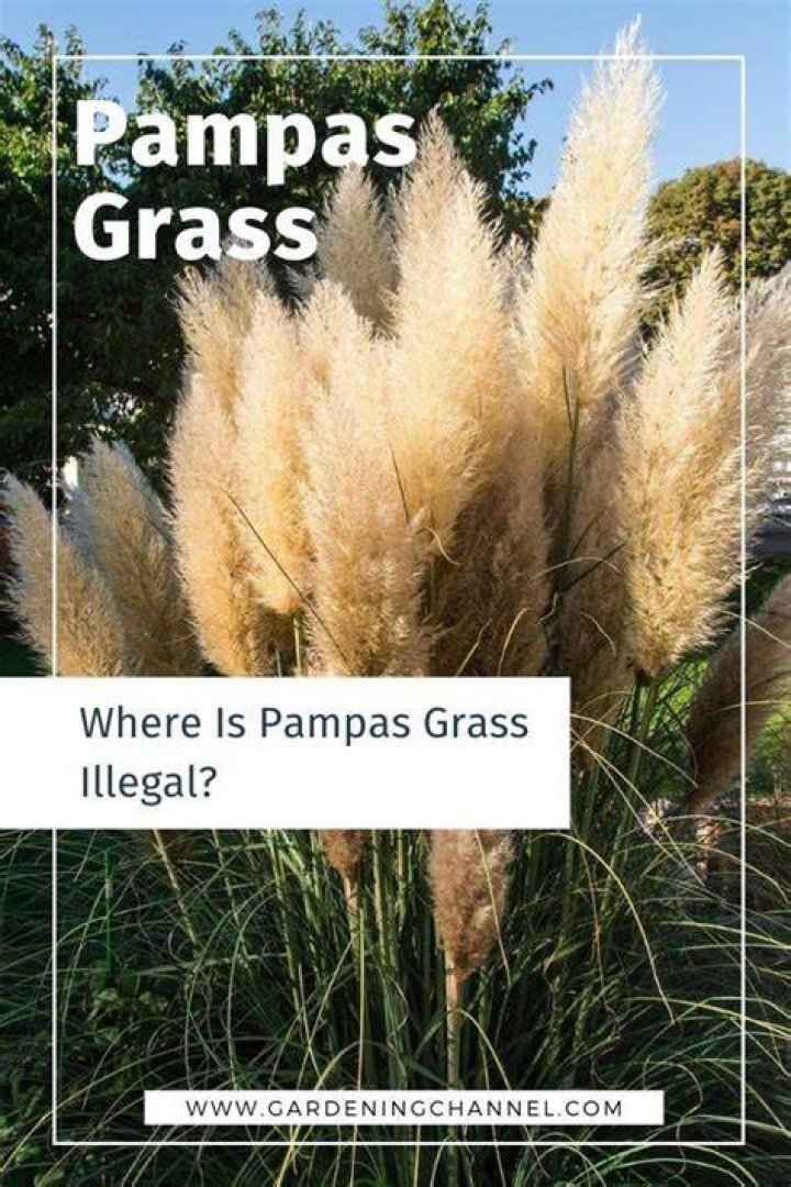 Why is pampas grass illegal