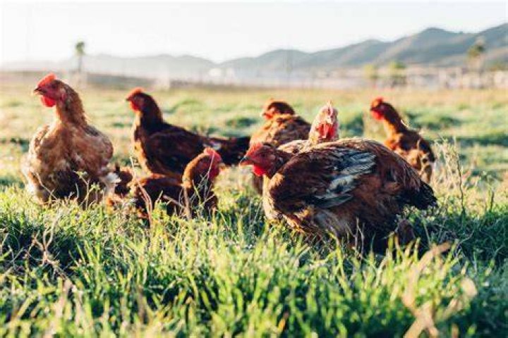 Why is pasture raised better