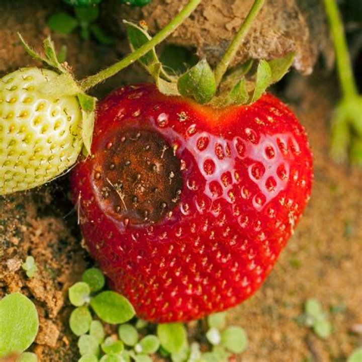 Why is strawberry guava bad