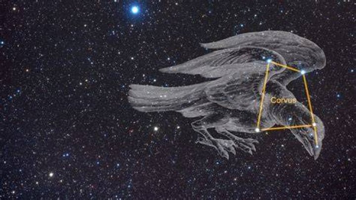 Why is the corvus important