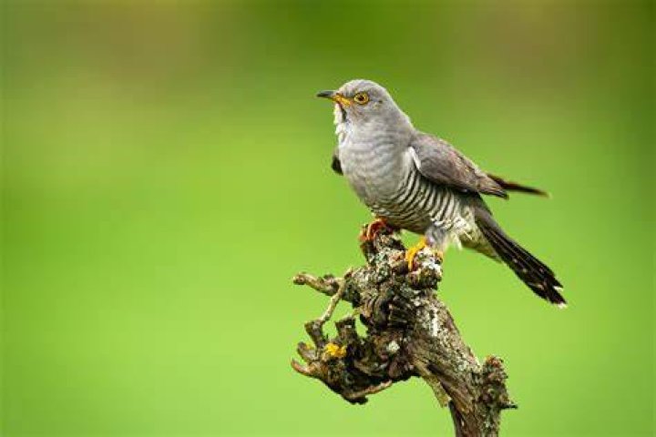 Why is the cuckoo endangered