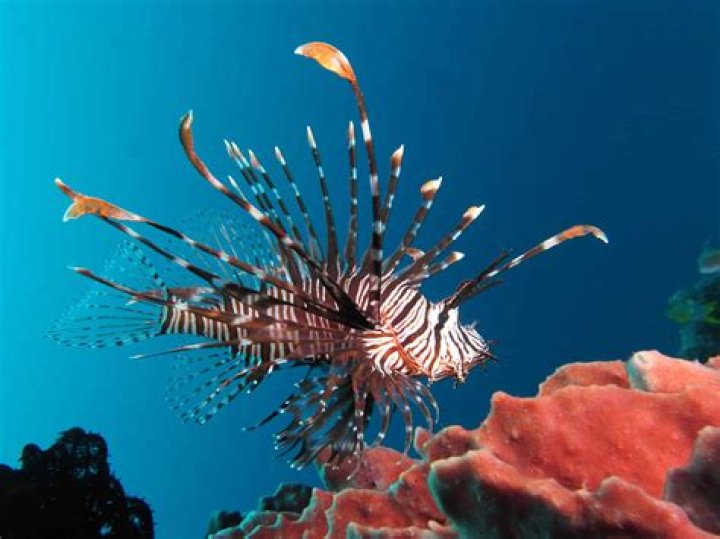 Why is the lionfish invasive