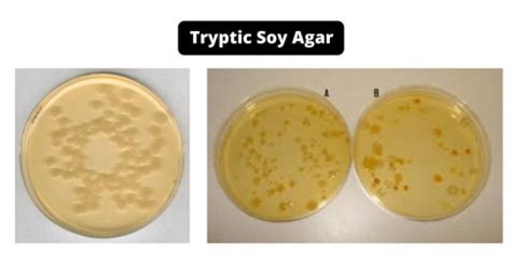 Why is tryptic soy agar used