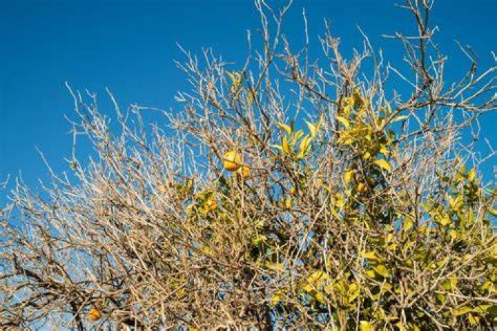 Why my orange tree is dying