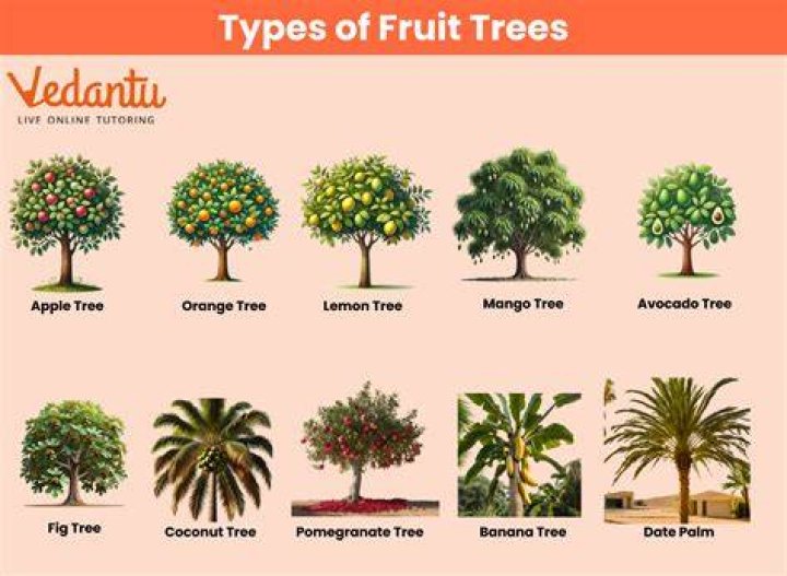 Why should you not top trees