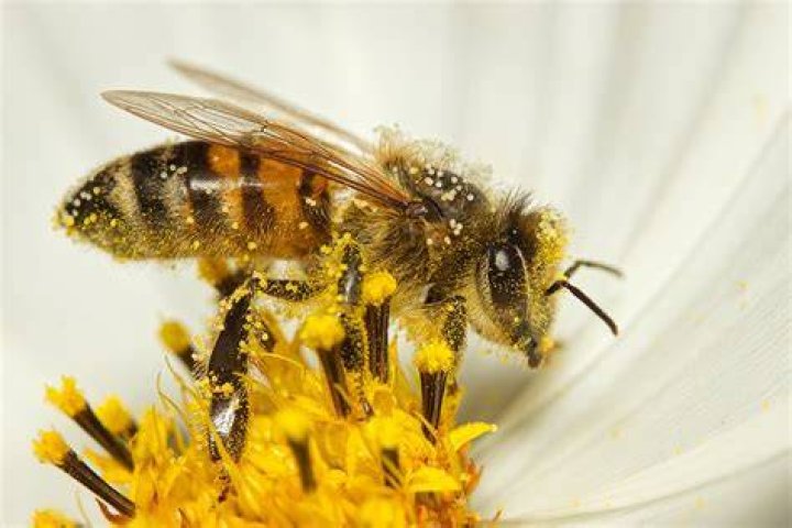 Why would a bee carry a leaf