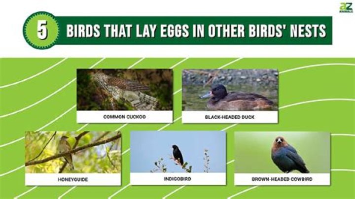 Will a bird move their eggs