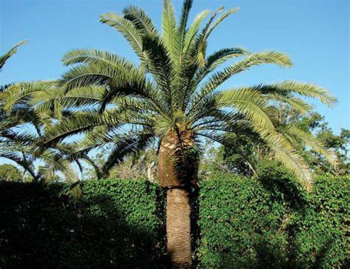 Will a nail kill a palm tree