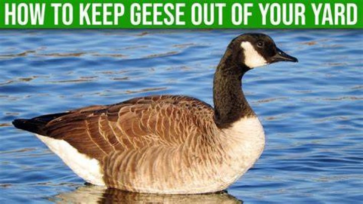 Will a swan keep geese away