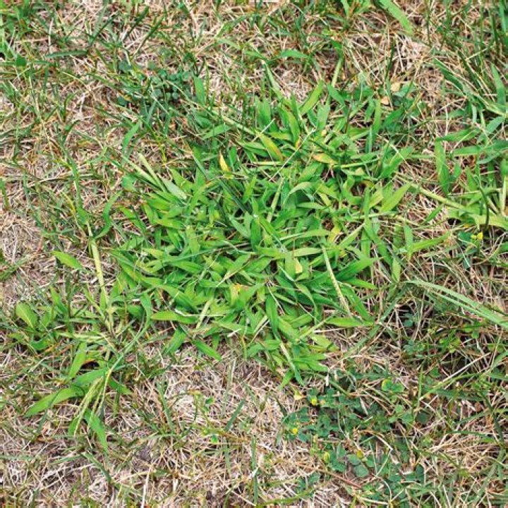 Will alfalfa take over grass