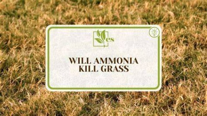 Will ammonia hurt the grass