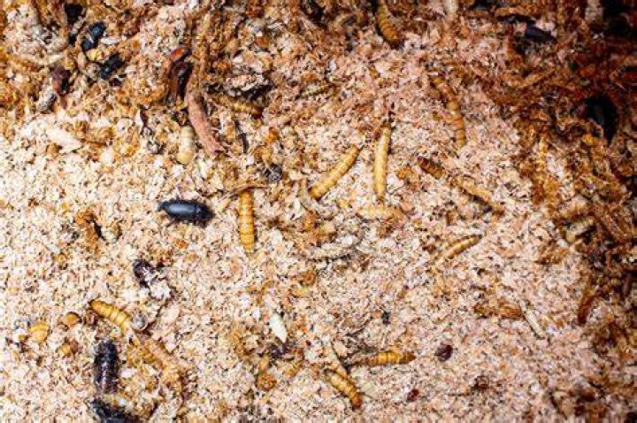 Will birds eat dead insects