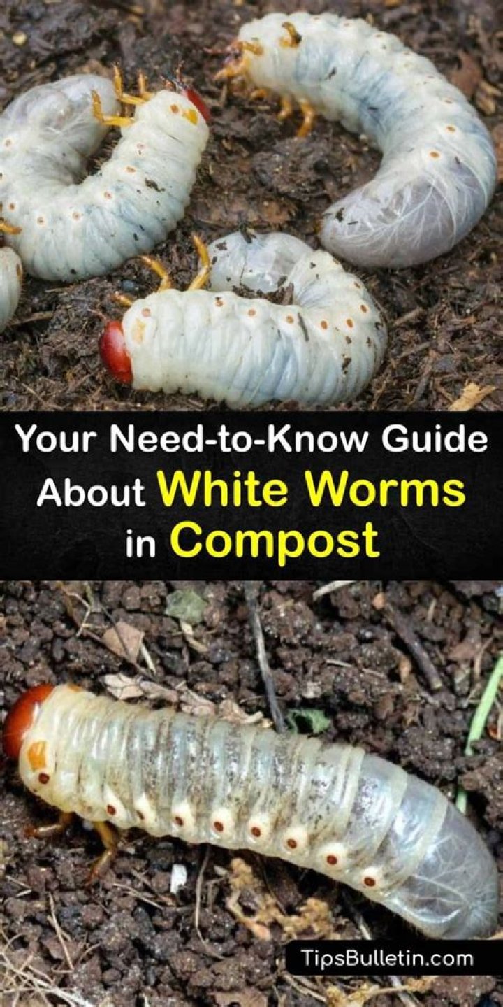 Will BT kill earthworms