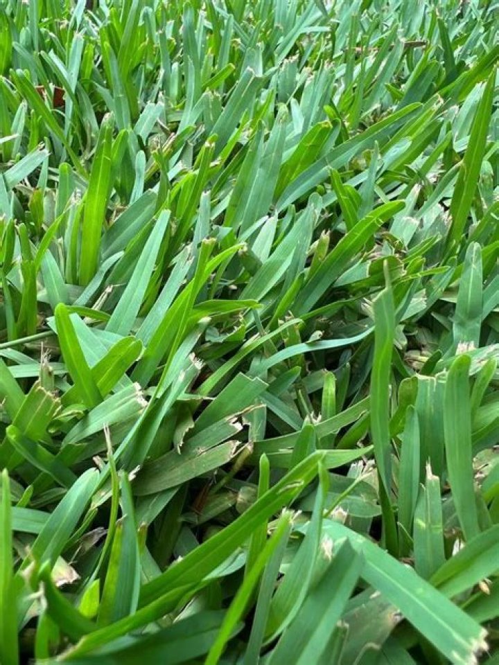 Will buffalo grass grow back
