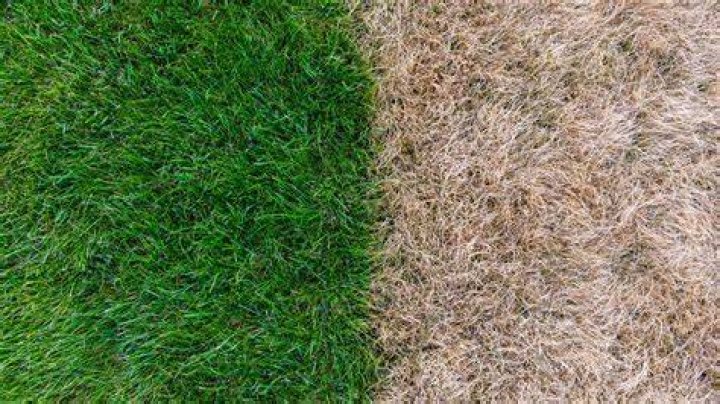 Will cornmeal hurt my grass