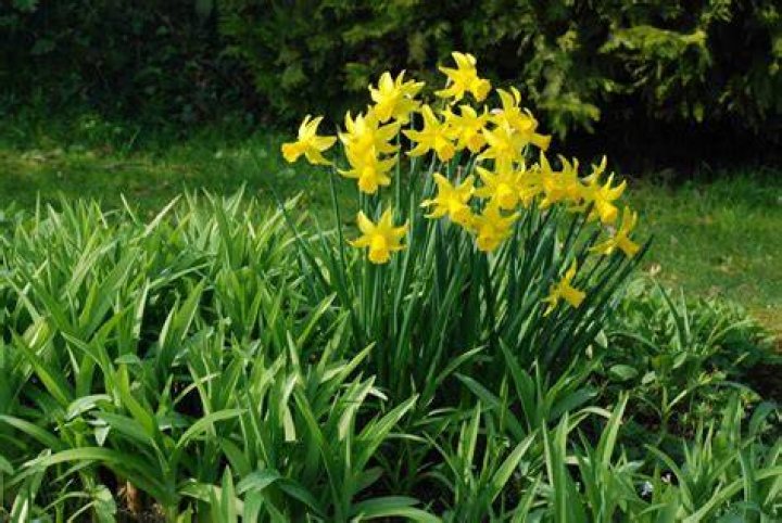 Will daffodils grow through grass
