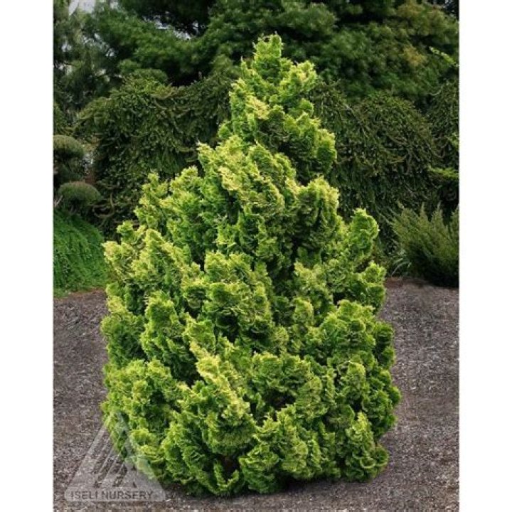 Will deer eat hinoki cypress