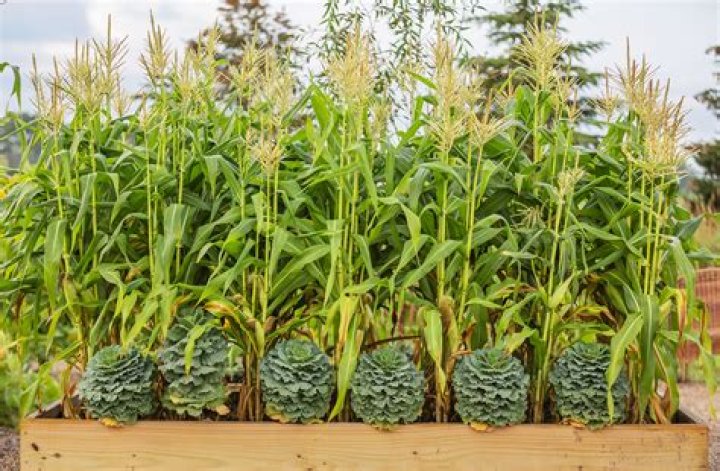 Will deer eat my corn plants