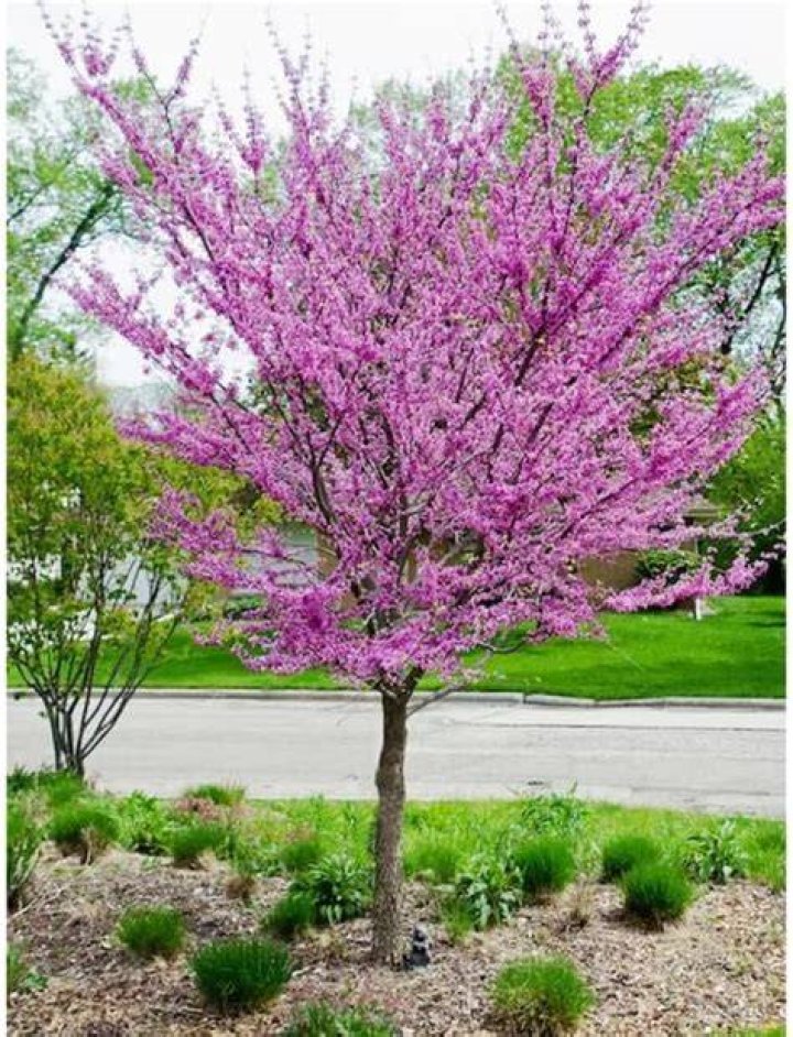 Will deer eat my Redbud tree