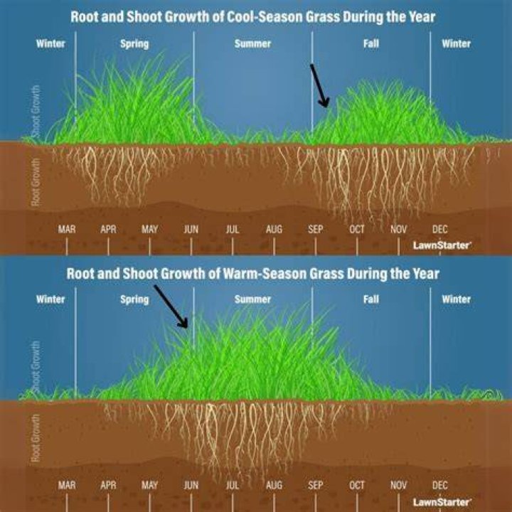 Will dried out sod come back
