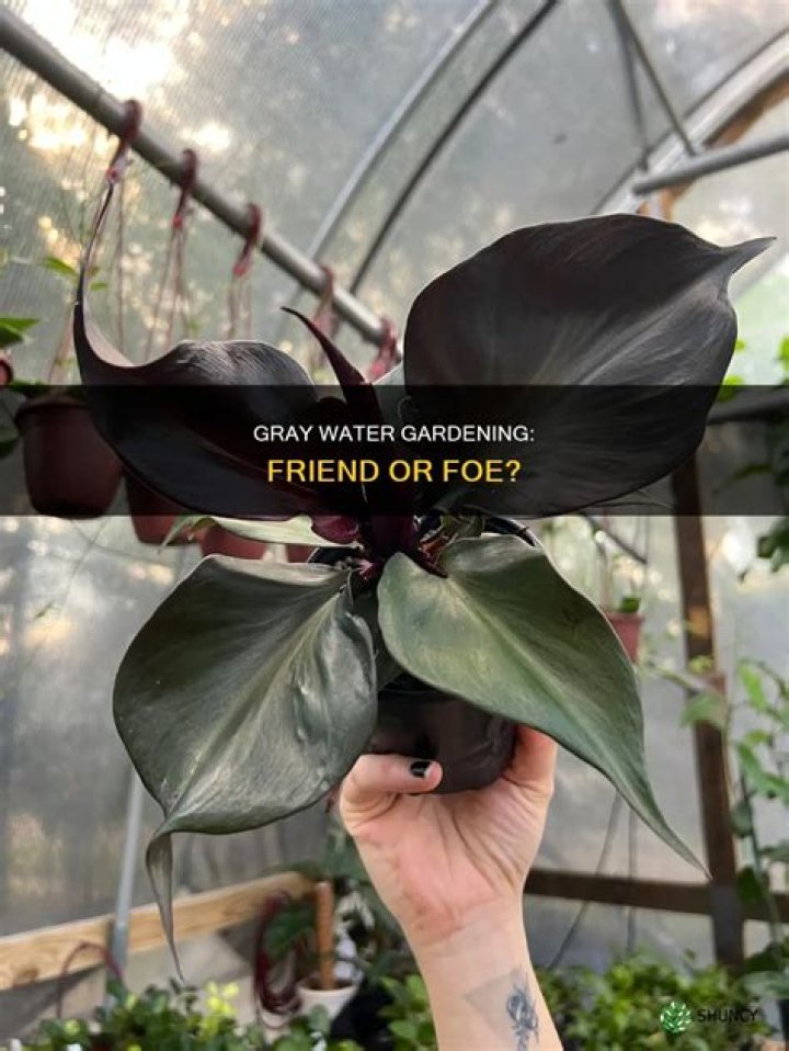 Will Gray Water hurt plants