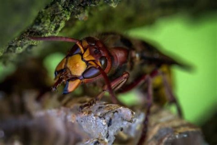 Will hornets attack at night