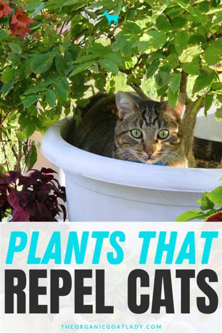Will Liquid Fence repel cats