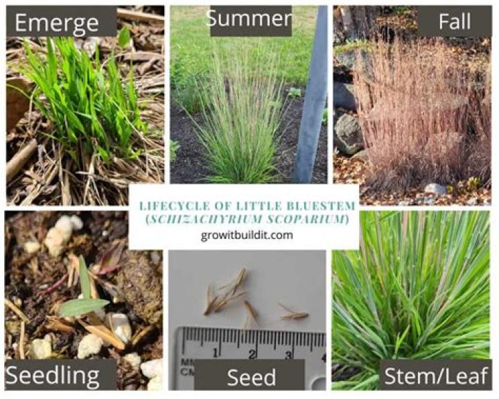 Will little bluestem spread