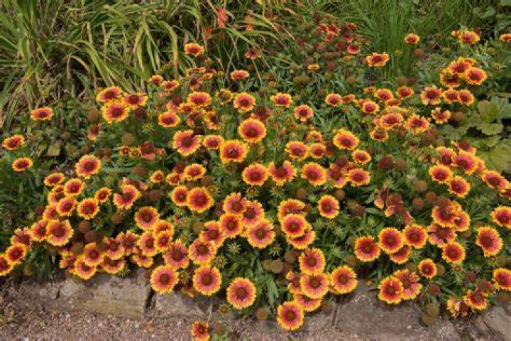 Will my Gaillardia come back