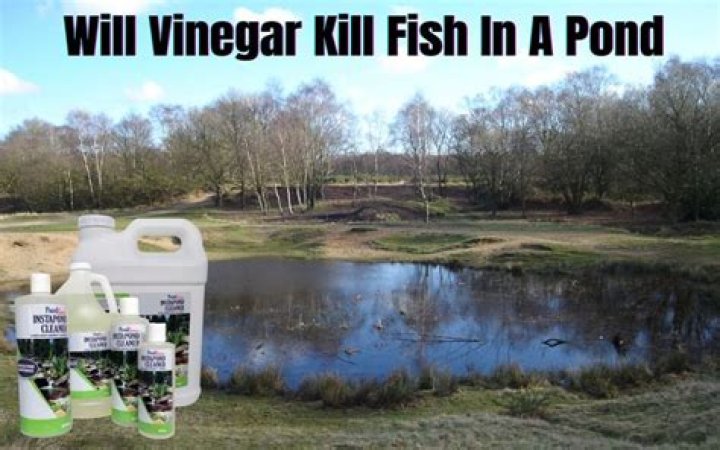 Will peroxide kill pond fish