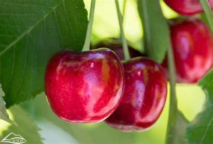 Will rain hurt the cherries