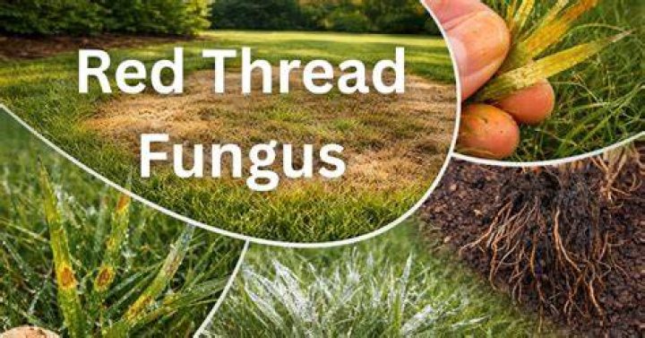 Will Red Thread kill my lawn