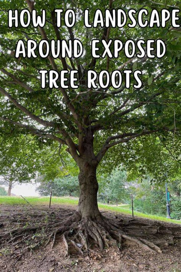 Will Roundup harm tree roots
