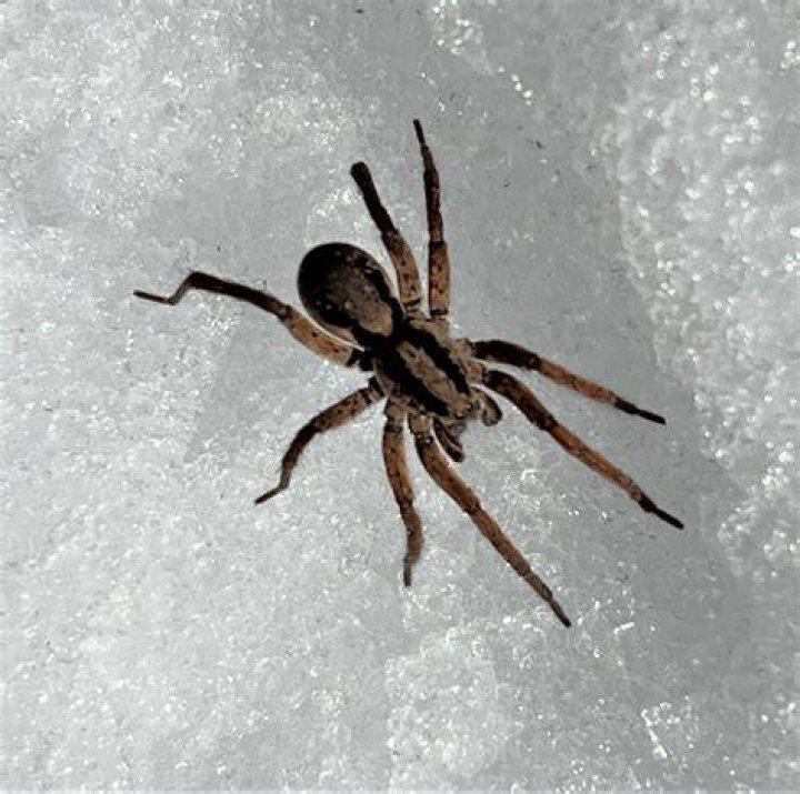 Will salt keep spiders away