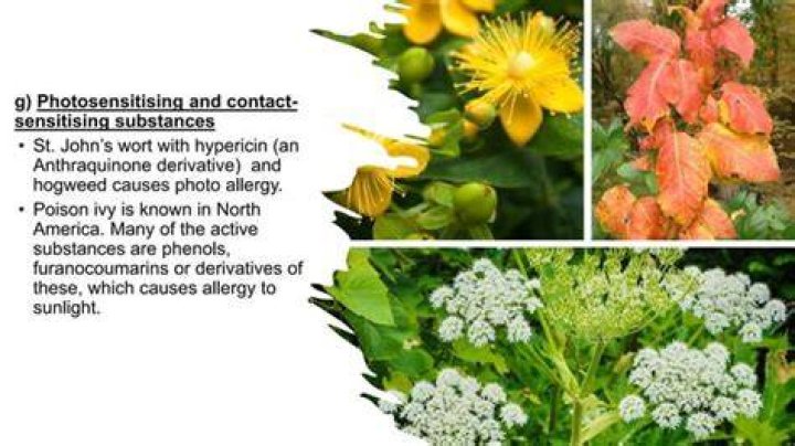 Will soapy water harm plants