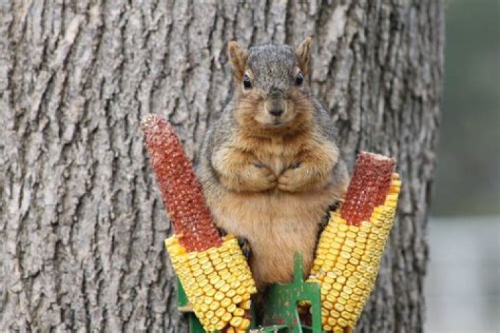Will squirrels eat deer corn