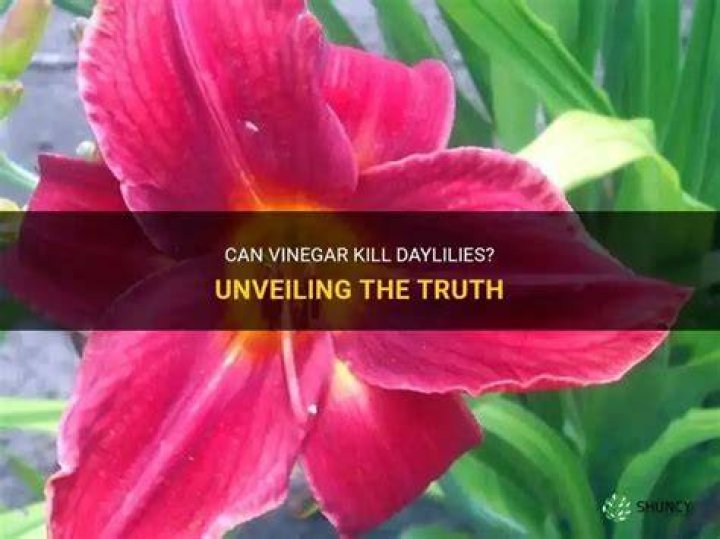 Will vinegar kill daylilies
