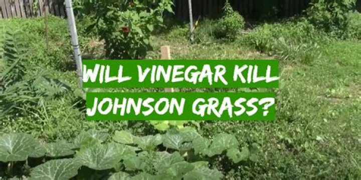 Will vinegar kill seedlings