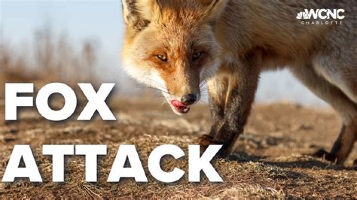 Would a fox attack a turkey